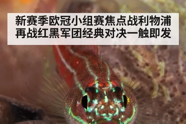 新赛季欧冠小组赛焦点战利物浦再战红黑军团经典对决一触即发